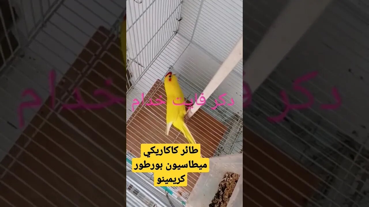 طائر كاكاريكي ميطاسيون بورطور كريمينو