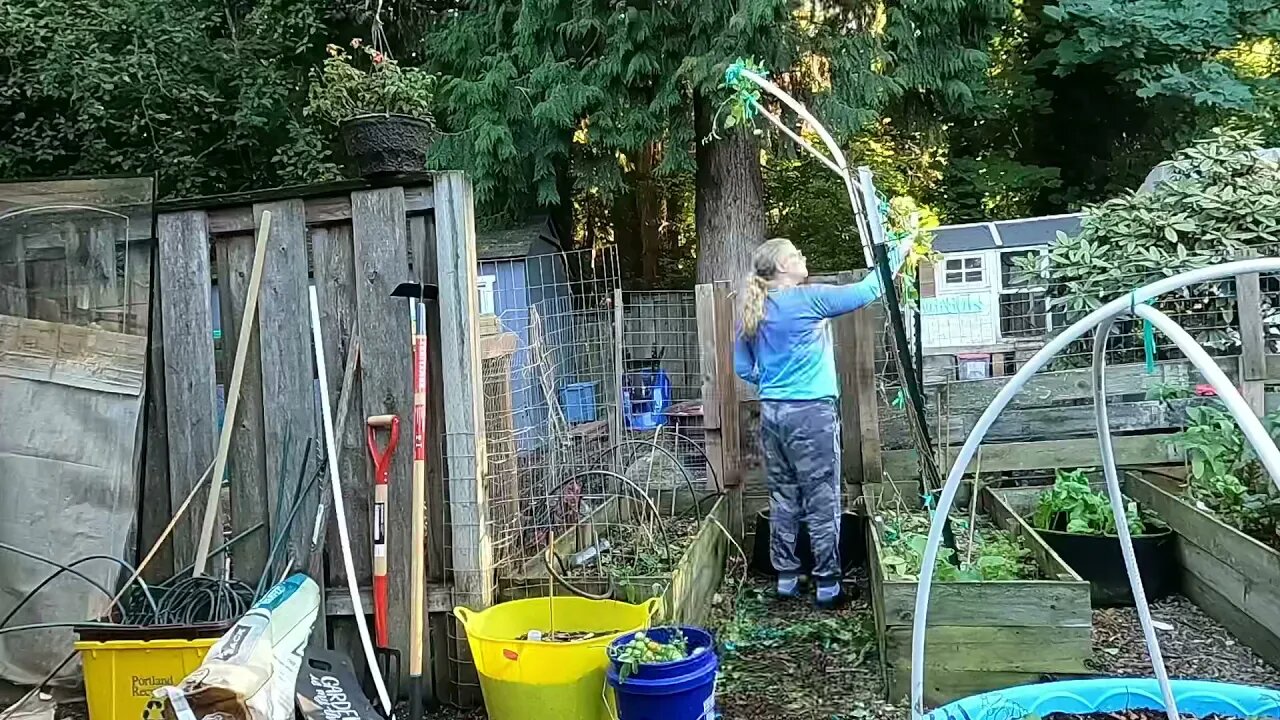 Getting the rest of the tomatoes 🍅 plants out / How is Nancy doing 🐔