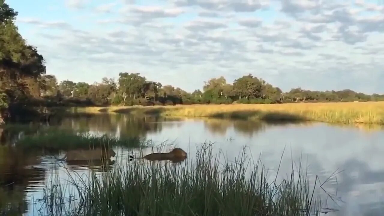 Crocodile is King Swamp! Two Male Lion Protect Yourself From Crocodile In River-9