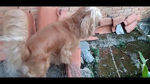 #dogshow , #amimals , #dogs