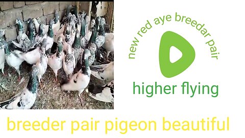 New best flying Parvazi pigeon beautiful breeder pair