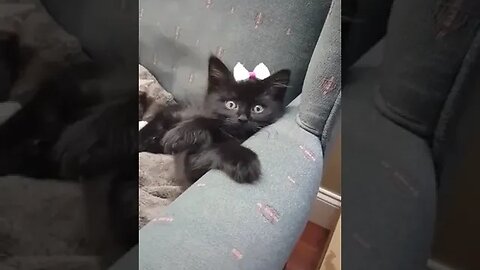 Kitten wearing a bow