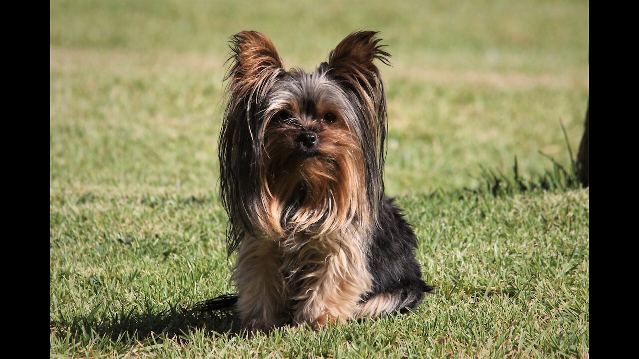 Little Dog fanny