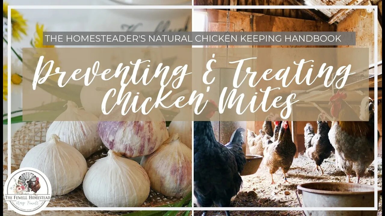 NATURALLY Prevent and TREAT Chicken MITES and LICE