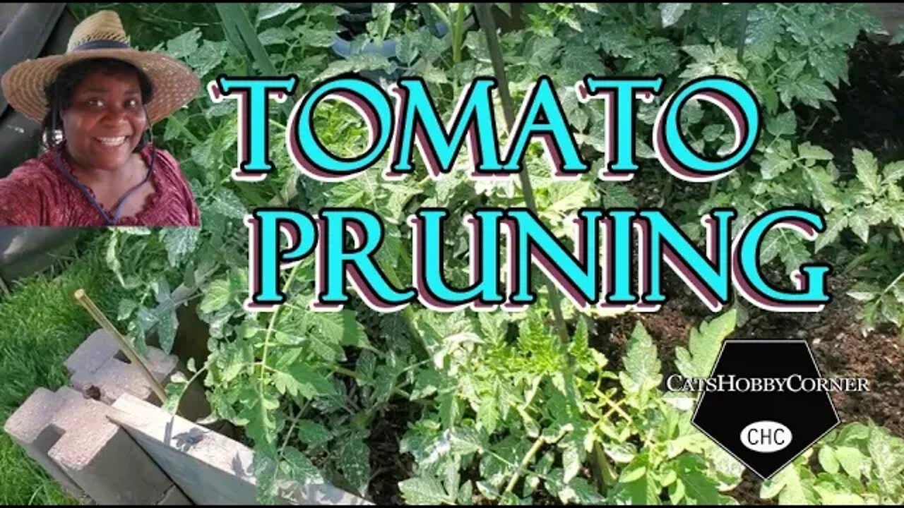 Tomato Maintenance - 9jun22