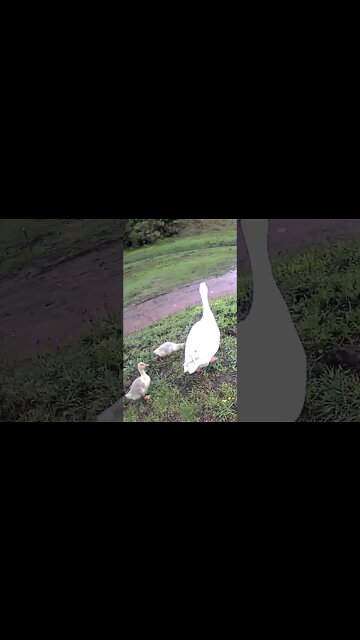 Geese take goslings free ranging