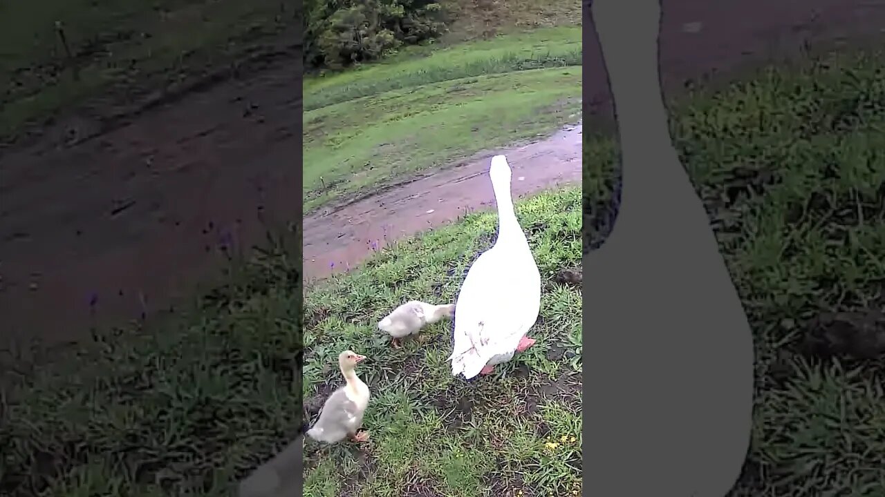 Geese take goslings free ranging