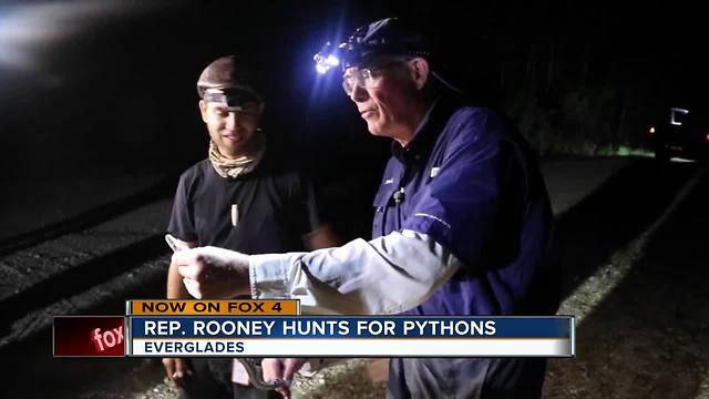 Francis Rooney brings awareness to the python problem in the Everglades