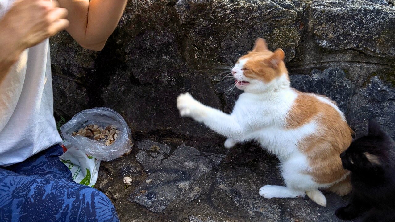 Nose Guy’s First Cuddle & Chungus Getting Sick? - Feeding Stray Cats