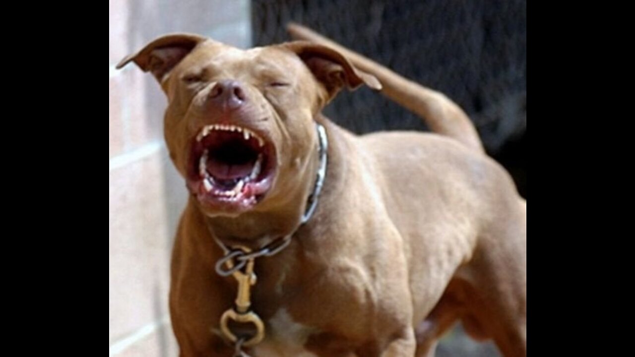 How To Make Your Dog Become Fully Aggressive With A Few Easy Tips!