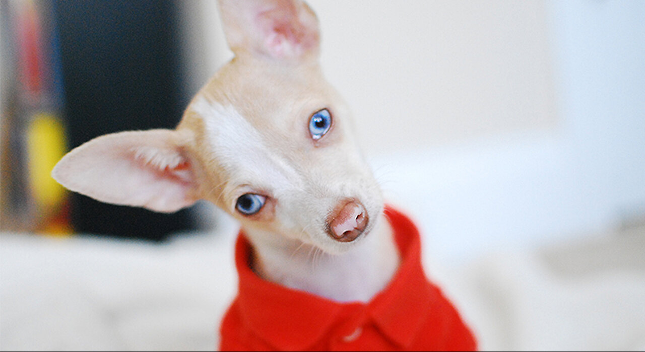 Tips on how to understand your dog better