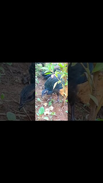 Jacu e seus filhotes em busca de comida