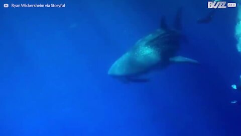 Des plongeurs nagent avec un requin-baleine