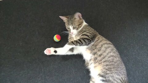 Predator Instincts, Cat vs Ball