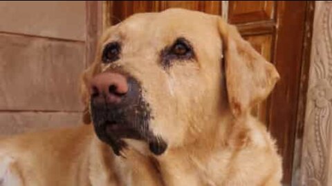 Labrador sings to the sound of a keyboard!