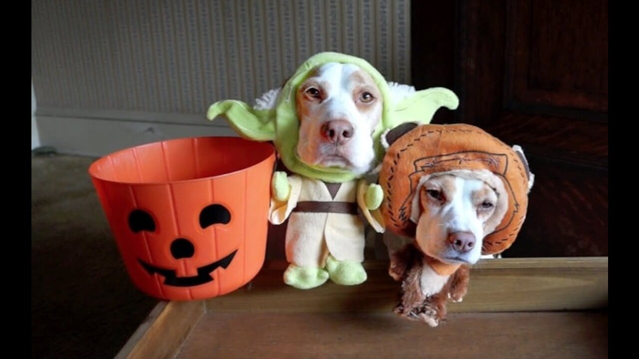 You will laugh at all the DOGS Funny DOG Videos part 2