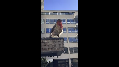 Giant Sparrow Found in London