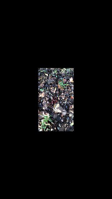 Blood trail of a buck I shot in Kansas with an Ulmer Edge broadhead