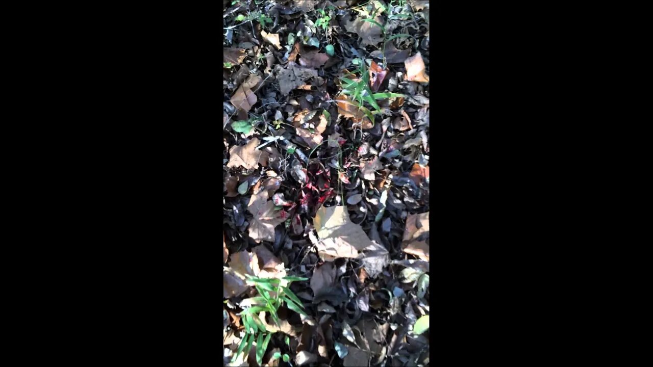 Blood trail of a buck I shot in Kansas with an Ulmer Edge broadhead