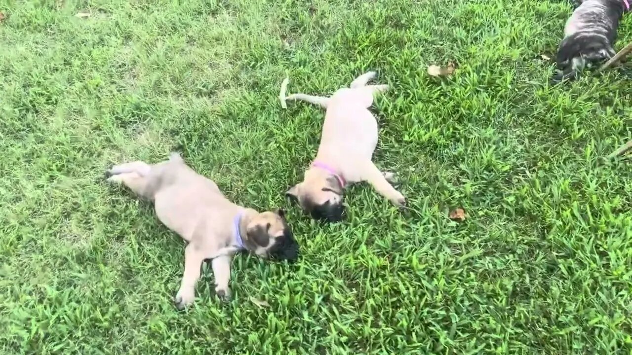 LonelyCreek puppies. Evening at Granny's house can u hear the locus? Finny litter 8-6-23