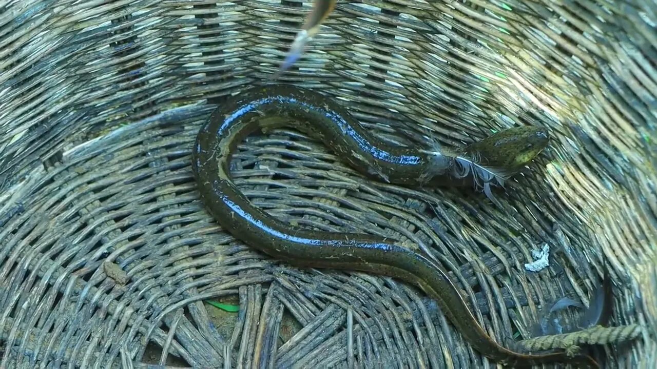 Catch a lot of eels in the ground | cook ells with peppers for eat in forest-Eating delicious-10