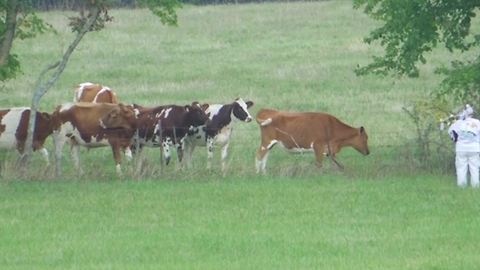 Cows Assemble To Listen To A Woman Playing Bagpipes