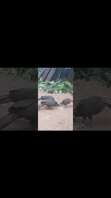Jacu e seus filhotes em busca de comida