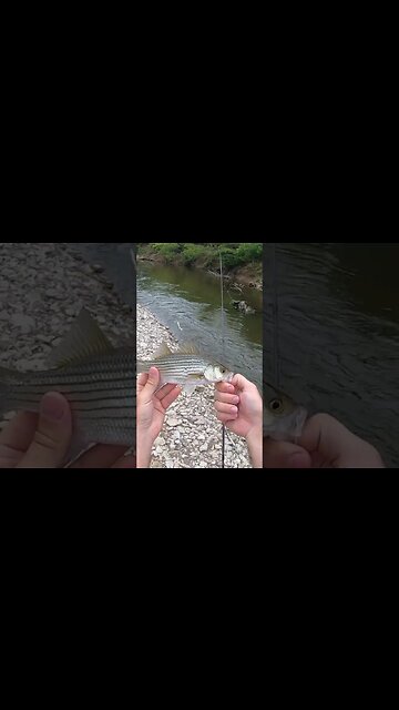 creek hybrid bass in Ohio