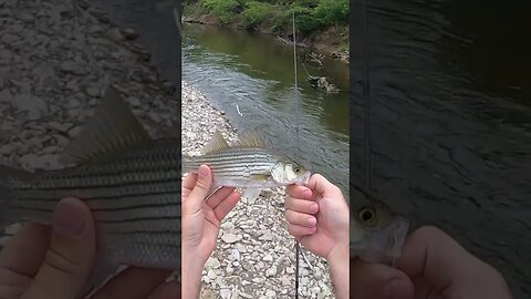 creek hybrid bass in Ohio