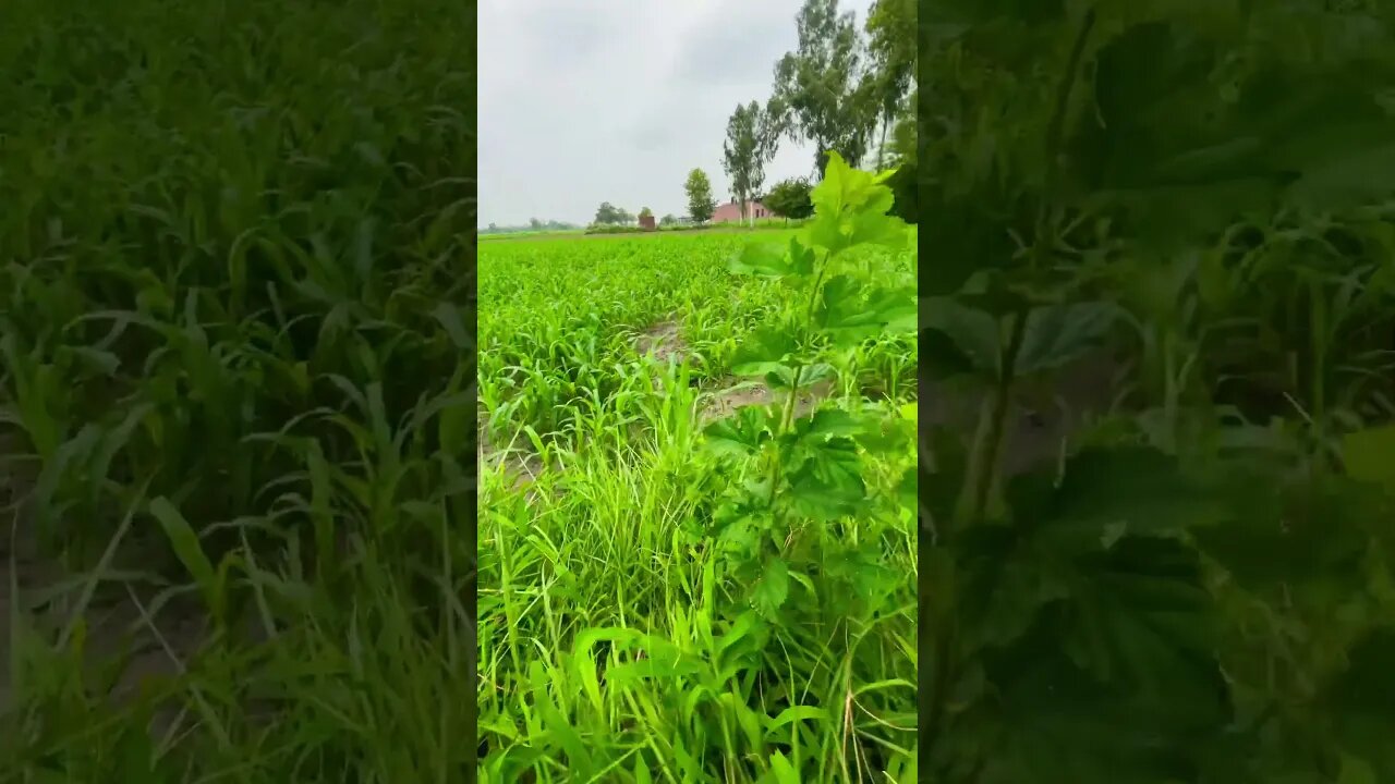 Village Weather #viral #nature #edibleplants #flower #trending #youtubeshorts #shorts #short