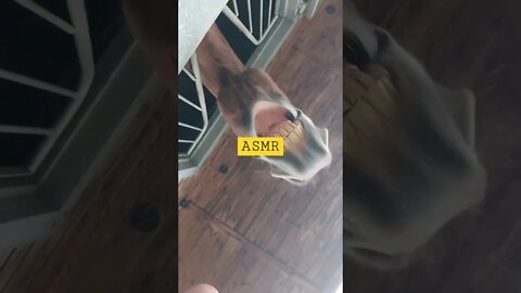 #shorts ASMR