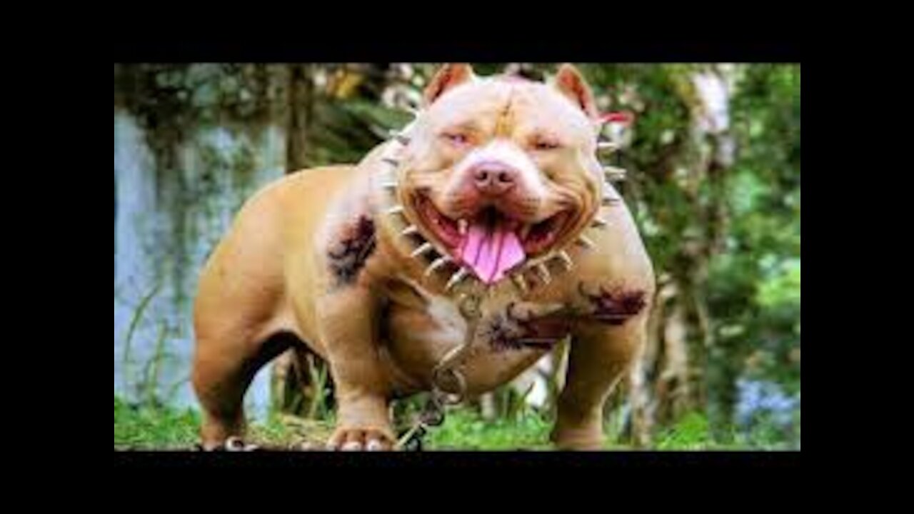 Most Dangerous Dog Breeds in the World