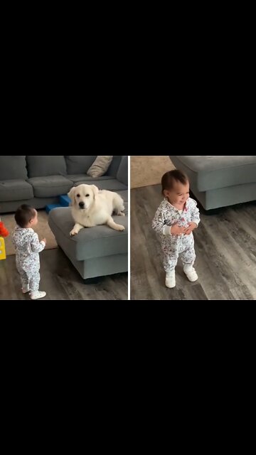 Sweet doggy preciously entertains happy baby
