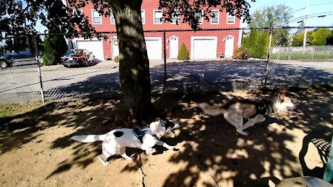 Everest with the red-headed husky