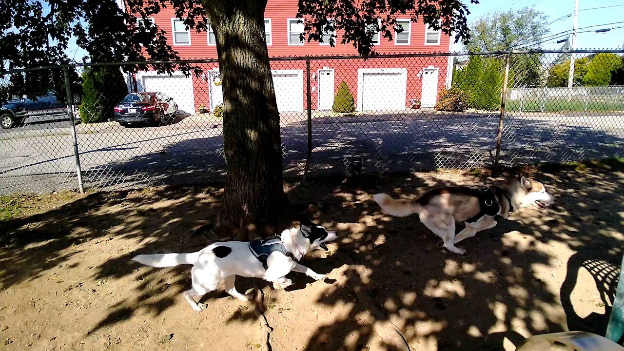 Everest with the red-headed husky