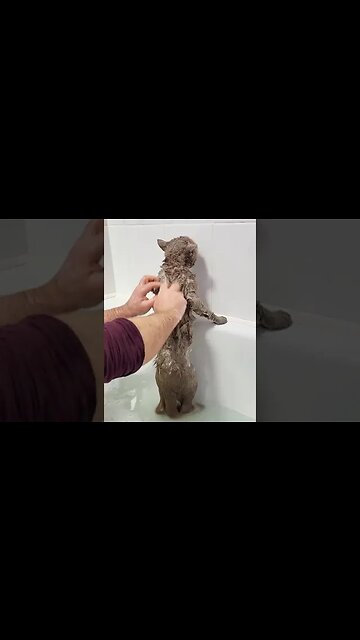 Cat saying i'm cold #cat