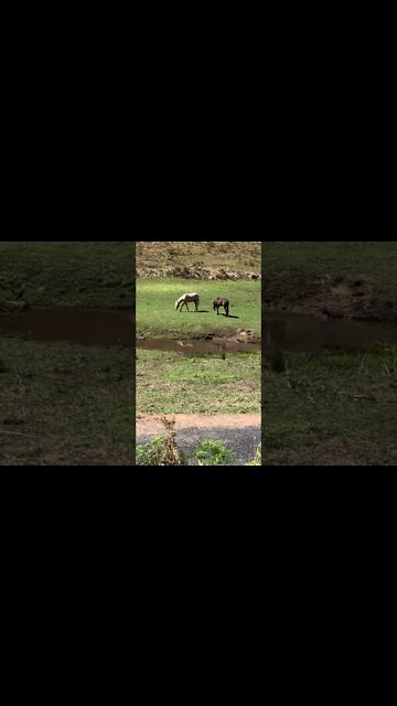 The last two brumby stragglers dry off after a roll in the water Part I
