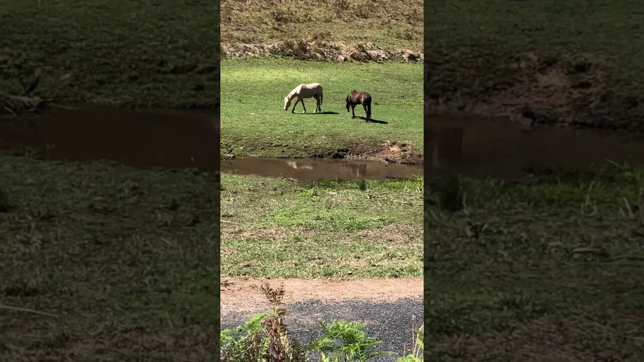The last two brumby stragglers dry off after a roll in the water Part I