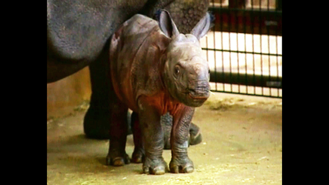 Cute Baby Rhino