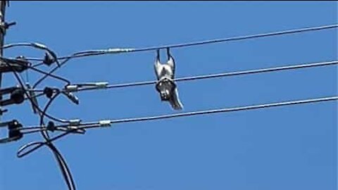 Esquilo se pendura de cabeça para baixo em fio de eletricidade