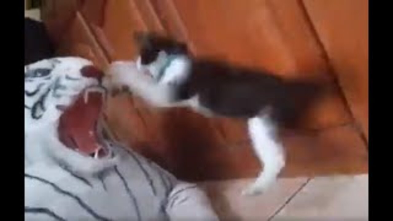 Cat VS Tiger | #catandtiger | VERY FUNNY 😂😂😂😂😂😂🐱‍👤🙀