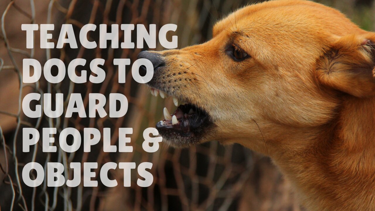 How To Teach Dogs To Guard People & Objects