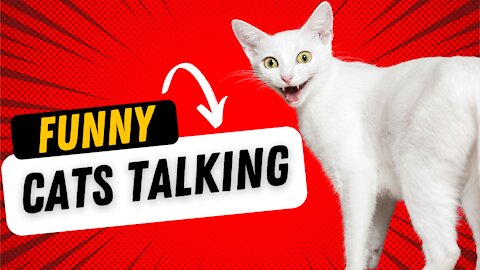 funny Cats talking !! Part 1