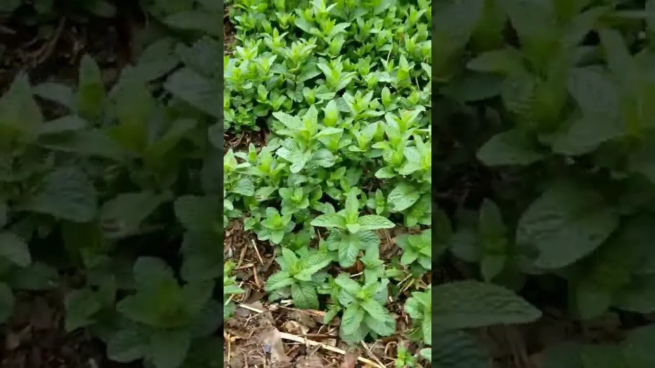 #gardening #herbgarden #mint #garden #plantingseason #homesteading #homesteadlife #farm #farmlife