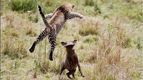 Strange... Hyenas nibble the tiger's head to save the boar - boar vs tiger and hyenas