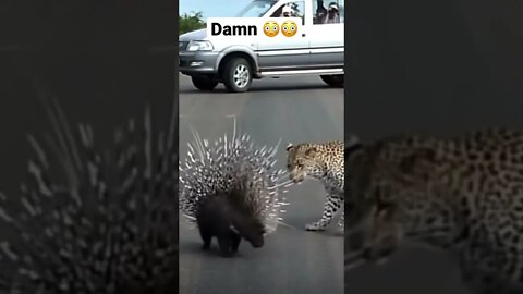 Too smart too wise #shorts #saintpee #viral #hype #youtubeshorts