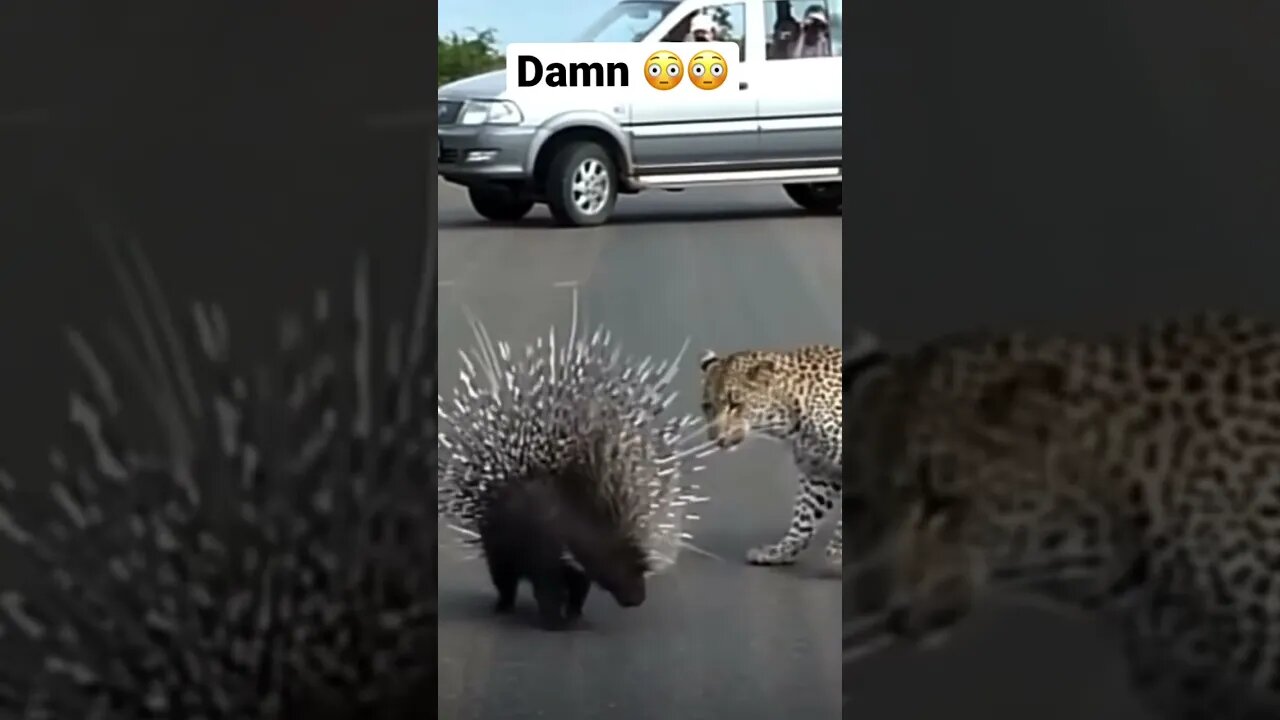 Too smart too wise #shorts #saintpee #viral #hype #youtubeshorts