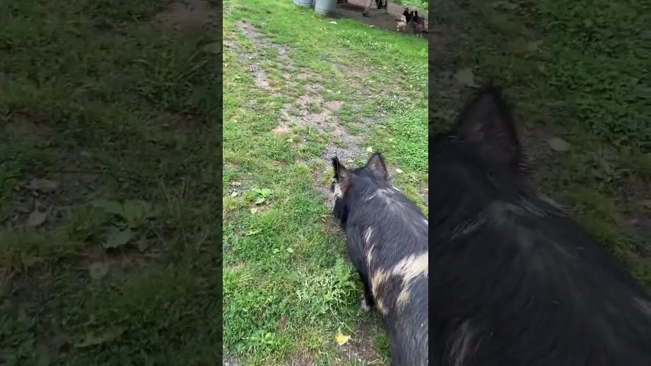 Sailor on the loose! | #kunekune #pig #homesteading #farmlife