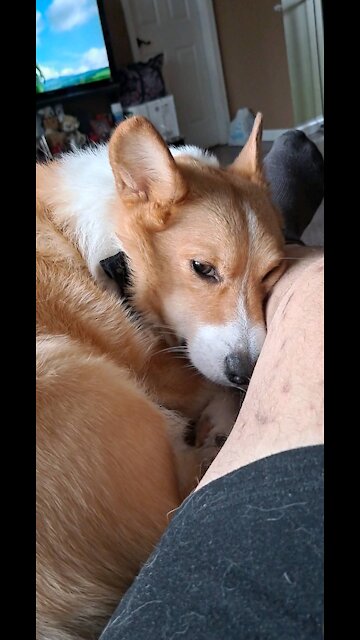 Corgi so sleepy