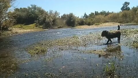 De paseo con mi perro